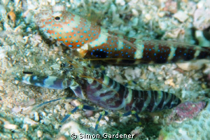 luthers shrimp goby and shrimp shot with Nikon and 135 macro by Simon Gardener 